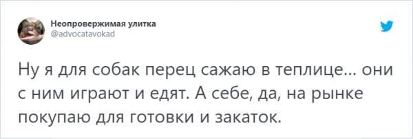 &quot;Кто в доме хозяин?&quot;: забавный тред в Твиттере о домашних питомцах