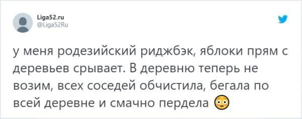 &quot;Кто в доме хозяин?&quot;: забавный тред в Твиттере о домашних питомцах