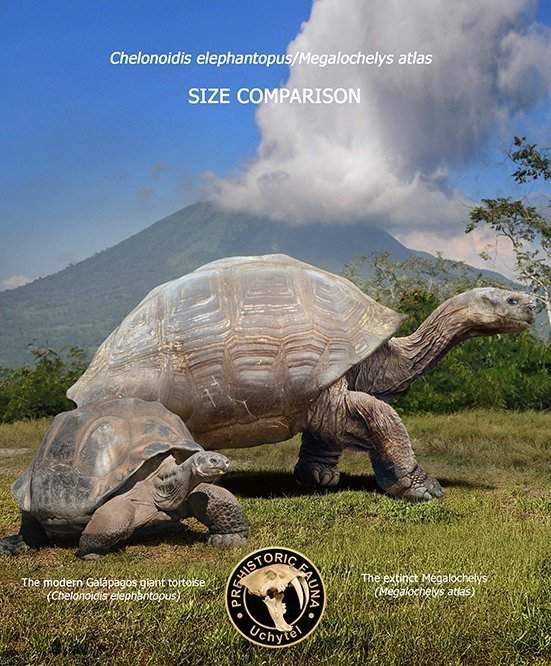 Слоновая черепаха и вымершая гигантская сухопутная черепаха