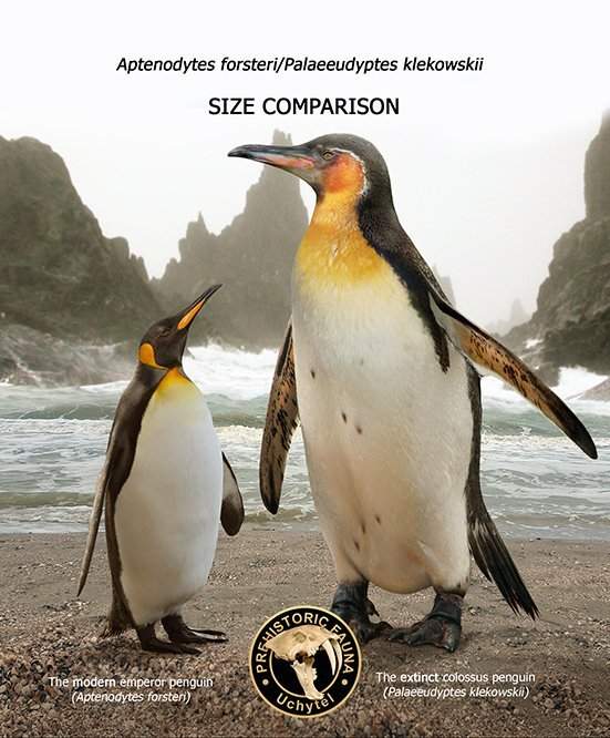 Императорский пингвин и вымерший гигантский пингвин
