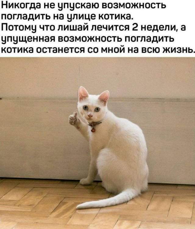 Шерстяные мемы, которые поднимут настроение пользователям