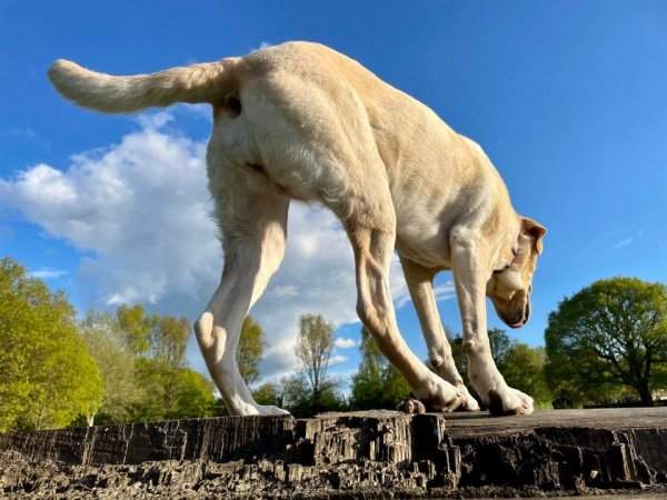 Найден самый огромный в мире пёс