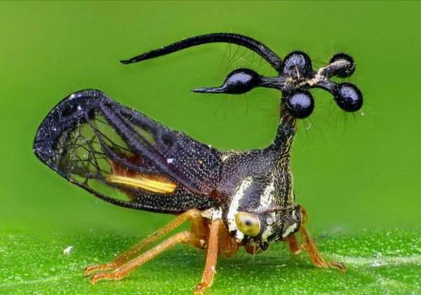 Бразильская цикада имеет необычный, инопланетный вид