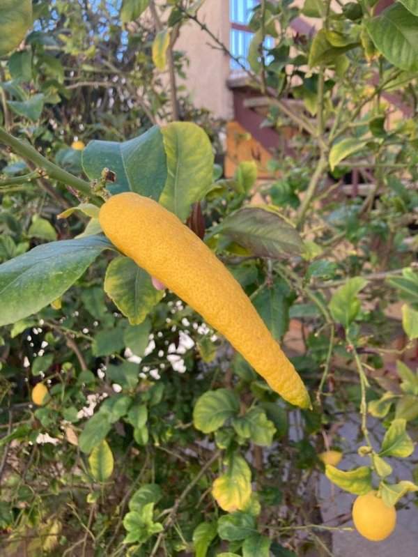На соседском лимонном дереве вырос длинный лимон