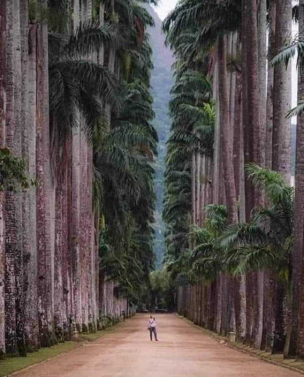 Ботанический парк в Рио-де-Жанейро