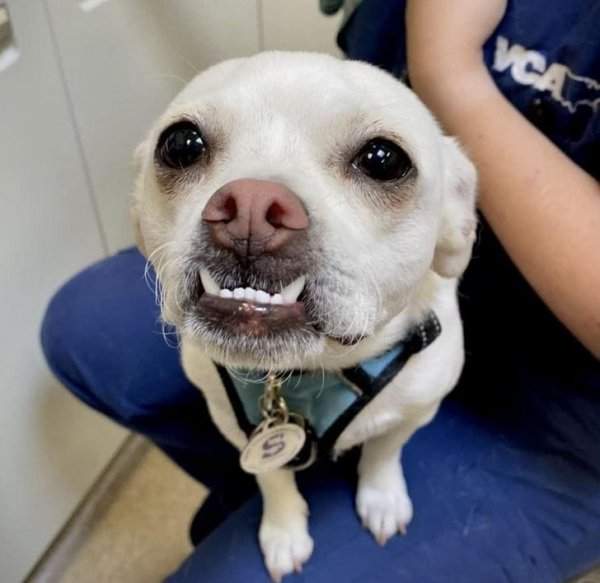 Ветеринар позвонил после приёма и спросил, можно ли использовать фото нашего пса на их сайте