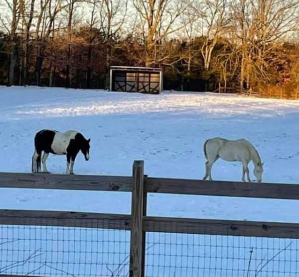 Маленькие лошадки на заборе