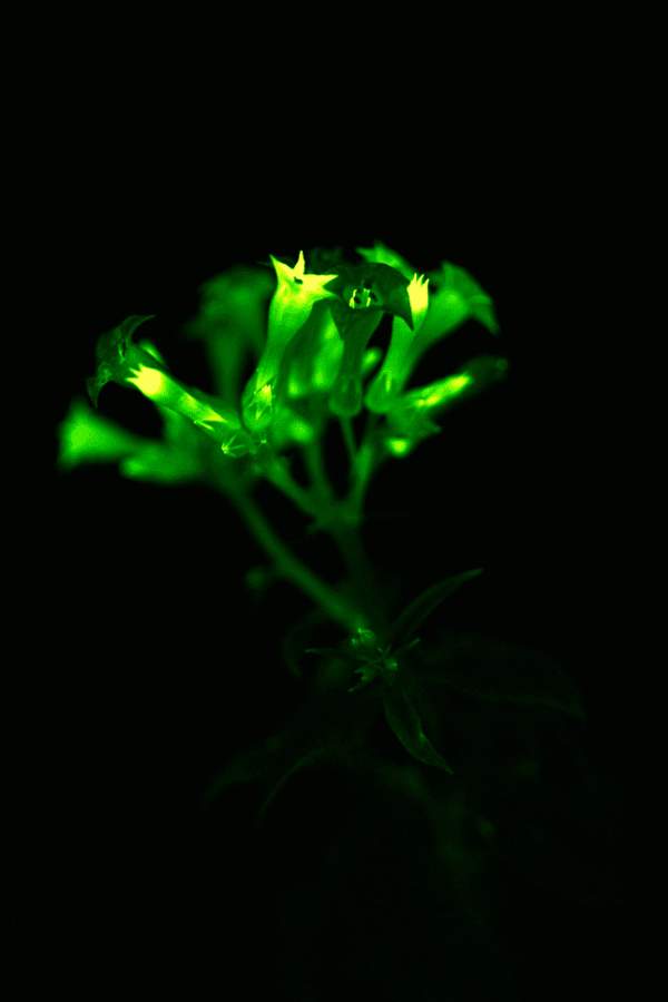 Светящиеся растения