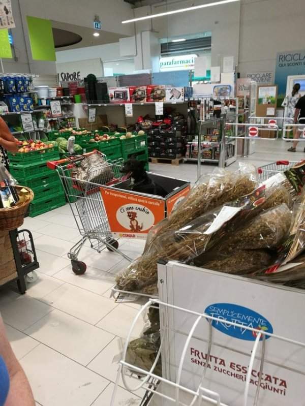 В Италии есть супермаркеты, в которые можно входить со своим четвероногим другом
