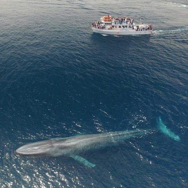 Синий кит в сравнении с 22-метровым кораблем