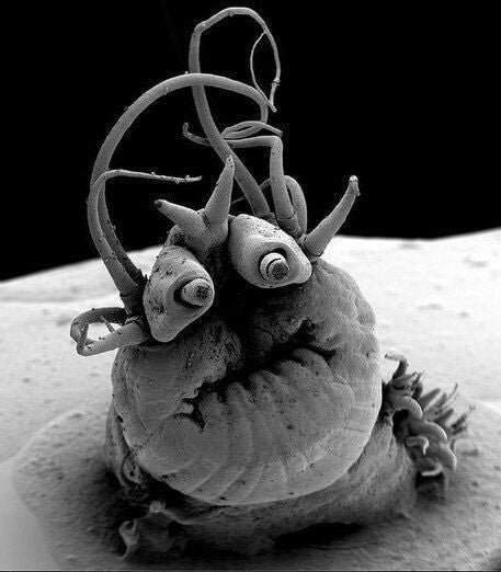 Глубоководный червь