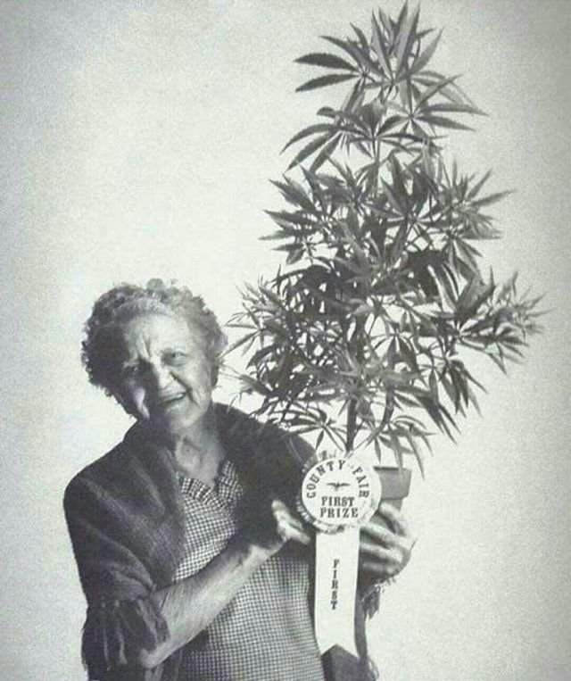Радостная бабуля с номинацией &quot;Лучшая Марихуана в Округе&quot;, Калифорния, 1973 год.