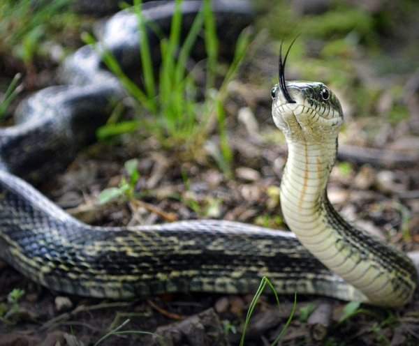Зачем змеи постоянно высовывают язык?