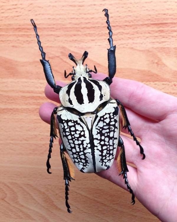 Диковинные насекомые, которых природа наделила удивительной внешностью