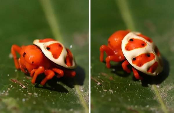 Необыкновенный оранжевый черепаховый паук
