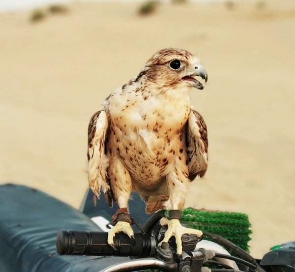 «Вот какой дружелюбный паренек приземлился на мой мотоцикл во время сафари по пустыне. Наверное, чей-то питомец»
