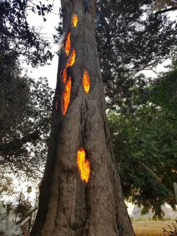 Зловещее начало лесного пожара