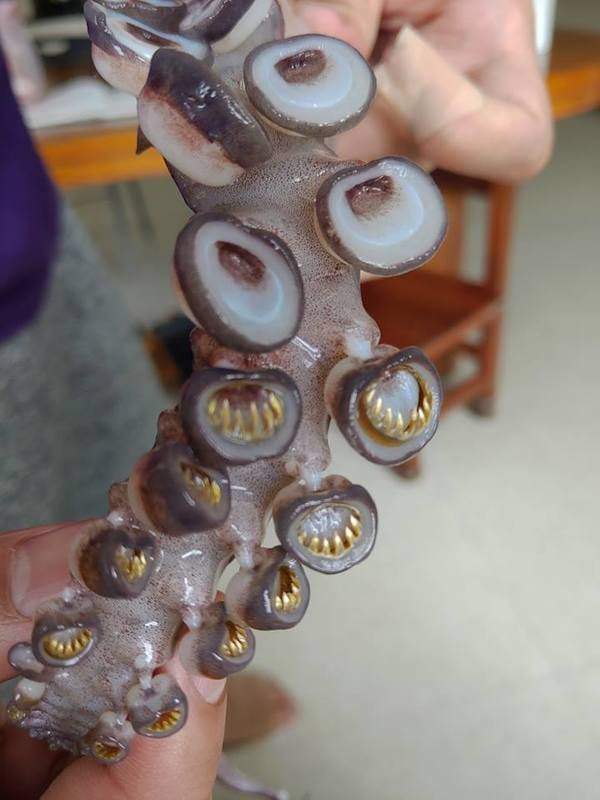 На щупальцах осьминогов есть очень острые зубы. Вот почему я побаиваюсь плавать
