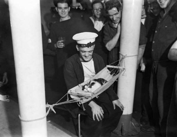 Корабельный кот «Конвой» спит в миниатюрном гамаке на борту британского крейсера HMS Hermione, 1941 год