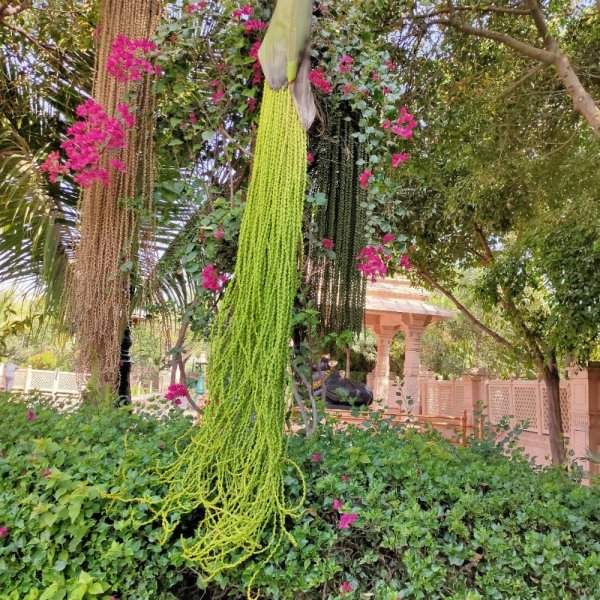 Странное дерево, растущее в Индии