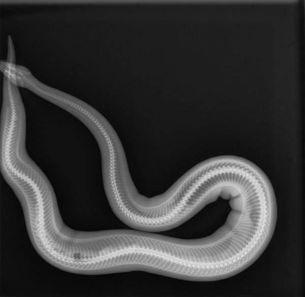 Рентгеновский снимок здоровой, но толстой змеи