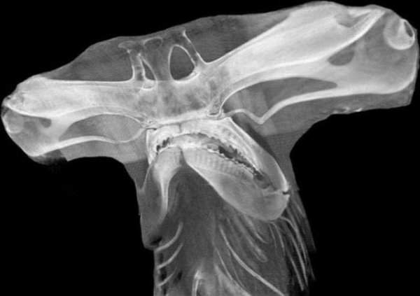 Рентгеновский снимок головы акулы-молота