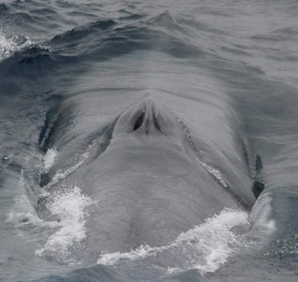Сложно поверить, но так выглядит «нос» синего кита, выпускающий характерный фонтан брызг высотой около 10 метров