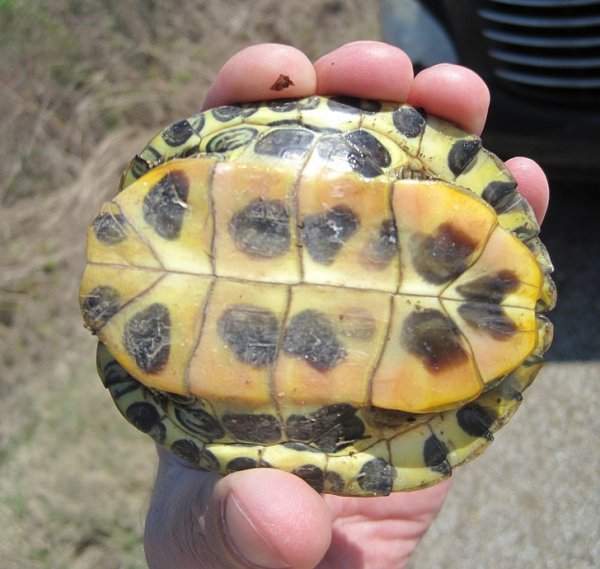 Панцирь черепахи — часть грудной клетки и позвоночника. Его нельзя просто «снять», как это показано в некоторых мультфильмах