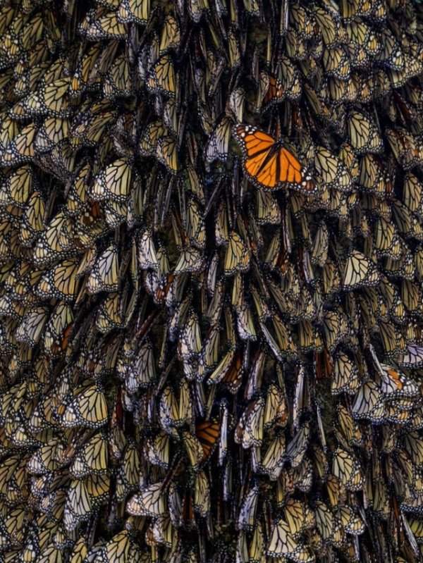 Бабочки Монархи зимуют на дереве в Мексике