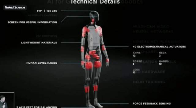 Илон Маск к 30 сентября создаст человекоподобного робота Optimus: он решит проблему рабочей силы