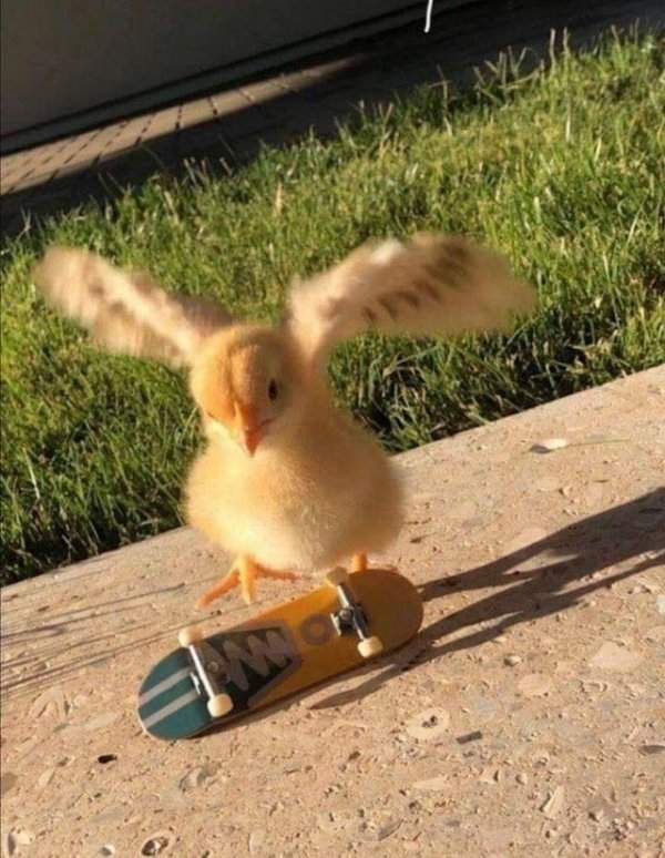 Цыплёнок-скейтер