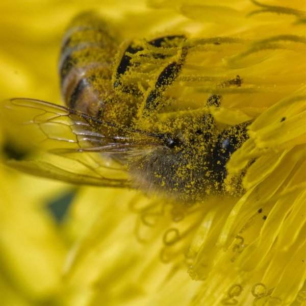 Пчела в пыльце одуванчика