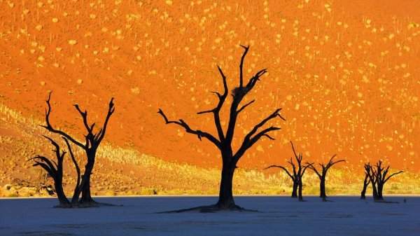 Деревья акации в Намибии, а за ними большая дюна