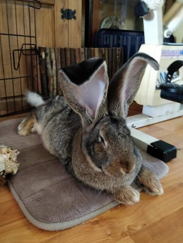 Большой кролик с большими ушами. Здесь всё гармонично
