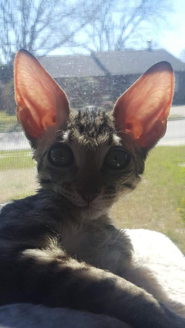 У этого котёнка невероятно крутые уши