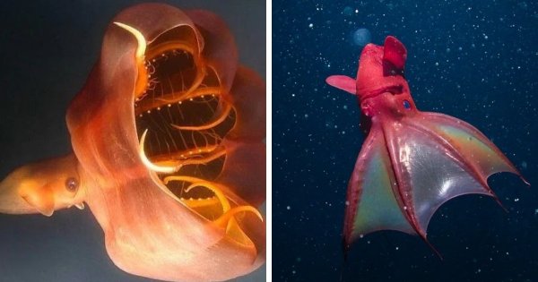 "Кто проживает на дне океана?": Удивительные и странные обитатели подводного мира