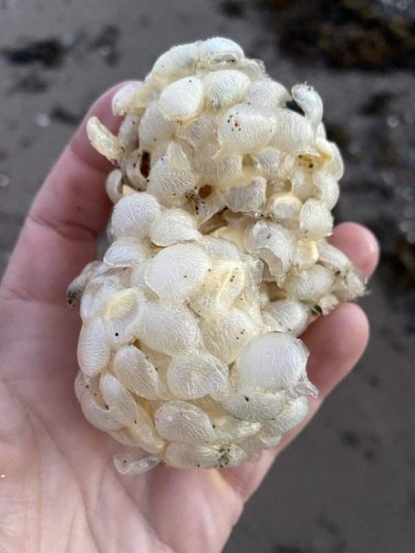 Странные предметы в форме полых линз были найдены на пляже