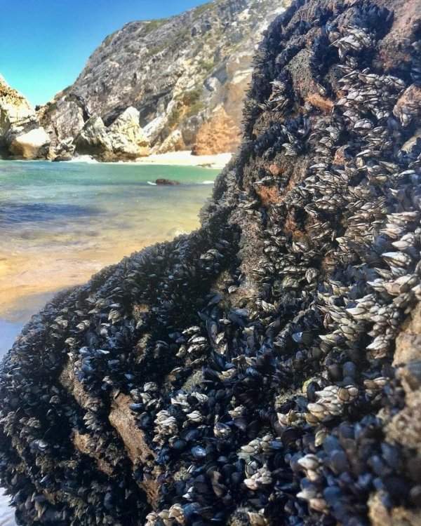 Берег, усыпанный моллюсками — морскими уточками