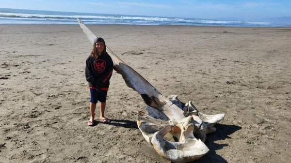Сегодня мы с сыном нашли на пляже череп горбатого кита