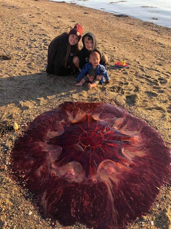 Гигантская медуза, выброшенная на берег