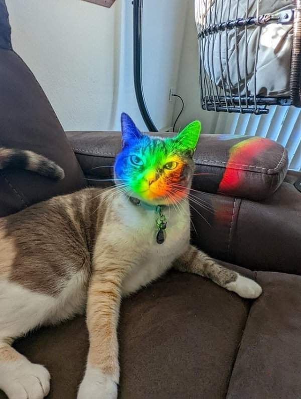 Радужный кот