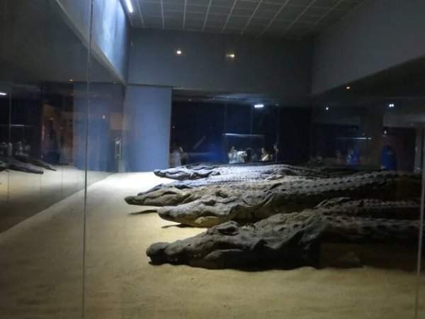 Более трёх сотен мумифицированных крокодилов были найдены в древнеегипетском храме Ком Омбо