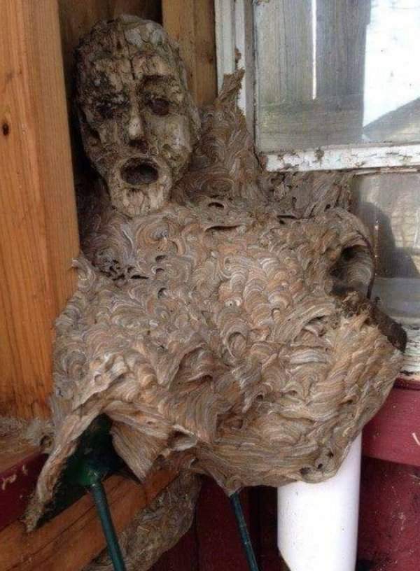 Гнездо шершней слилось с деревянной статуей, что придаёт ей устрашающий вид