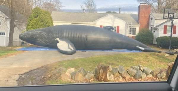 Ещё один кит, но уже надутый. Хотя размер остаётся прежним — размером с дом