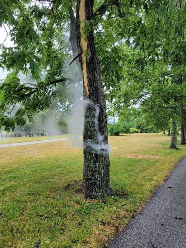 Дерево дымится после удара молнии