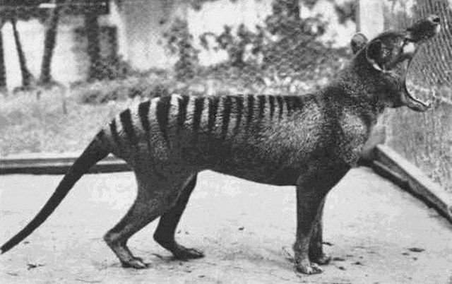 Последний снимок сумчатого волка, 1933. Сейчас этот вид не существует.