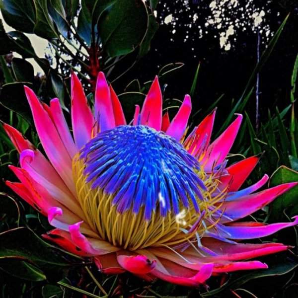 Королевская протея — национальный цветок Южной Африки