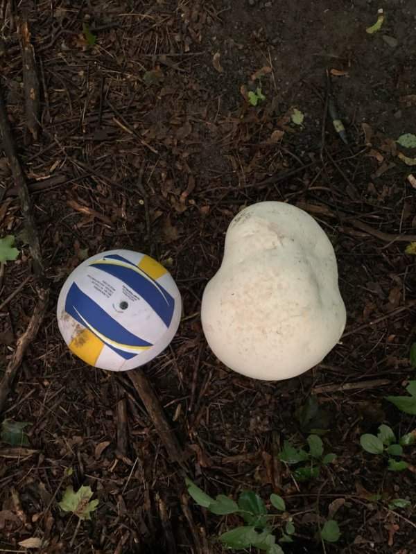 Размер грибов, выросших на моём заднем дворе в сравнении с размером волейбольного мяча