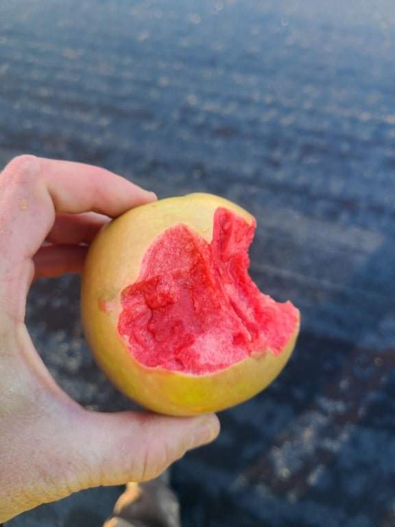 Необычное яблоко с красной мякотью внутри