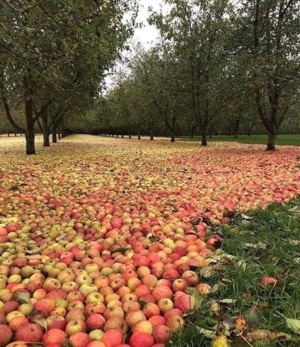 Фотография яблоневого сада в Ирландии после шторма